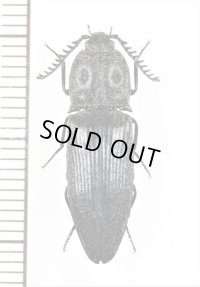 眼状紋を持つコメツキムシの一種　Elateridae species　 ベトナム北西部