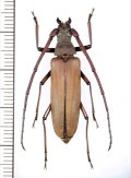 ウスバカミキリの一種　Prioninae  species　♂　ベトナム北東部