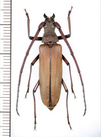ウスバカミキリの一種　Prioninae  species　♂　ベトナム北東部