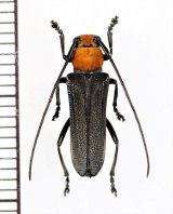 ホタル擬態のカミキリムシの一種 　Cerambycidae species　♀　 ベトナム北東部
