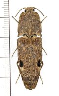 コメツキムシの一種　Cryptalaus mortuus　 インドネシア（ボルネオ島）
