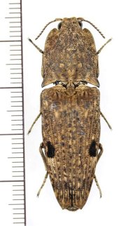 コメツキムシの一種　Cryptalaus mortuus　 インドネシア（ボルネオ島）