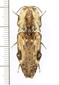 コメツキムシの一種　Cryptalaus sp.　インドネシア（ボルネオ島）