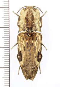 コメツキムシの一種　Cryptalaus sp.　インドネシア（ボルネオ島）