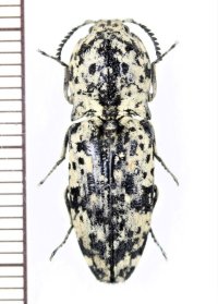 コメツキムシの一種　Cryptalaus sp.　ラオス