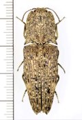 コメツキムシの一種　Cryptalaus sp.　インドネシア（ボルネオ島）
