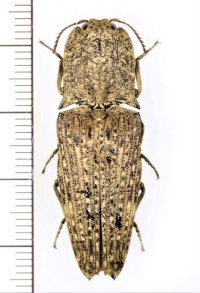 コメツキムシの一種　Cryptalaus sp.　インドネシア（ボルネオ島）