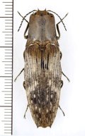 コメツキムシの一種　Elateridae species　インドネシア（ニューギニア島）