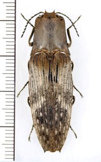 コメツキムシの一種　Elateridae species　インドネシア（ニューギニア島）