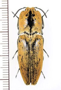 コメツキムシの一種　Cryptalaus sp.　 インドネシア（スラウェシ島）