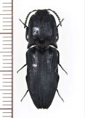 コメツキムシの一種　Elateridae species　インドネシア（ケラン島：モルッカ諸島）