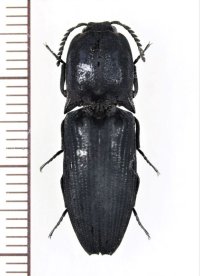 コメツキムシの一種　Elateridae species　インドネシア（ケラン島：モルッカ諸島）