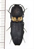 コメツキムシの一種　Elateridae species　インドネシア（ブル島：モルッカ諸島）