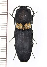 コメツキムシの一種　Elateridae species　インドネシア（ブル島：モルッカ諸島）