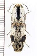 コメツキムシの一種　Cryptalaus sp.　 インドネシア（スラウェシ島）