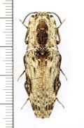 コメツキムシの一種　Cryptalaus sp.　インドネシア（スマトラ島）