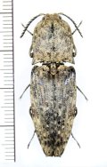 コメツキムシの一種　Cryptalaus sp.　インドネシア（ジャワ島）