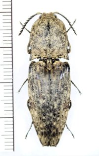 コメツキムシの一種　Cryptalaus sp.　インドネシア（ジャワ島）