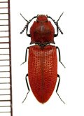 コメツキムシの一種　Elateridae species　♀　ベトナム北東部