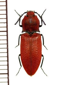 コメツキムシの一種　Elateridae species　♀　ベトナム北東部