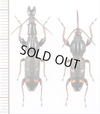 ミツギリゾウムシの一種　Brentidae species　ペア　ベトナム