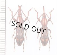 ミツギリゾウムシの一種　Brentidae species　ペア　ベトナム北東部