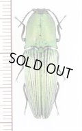 コメツキムシの一種　Chalcolepidius virens　ペルー