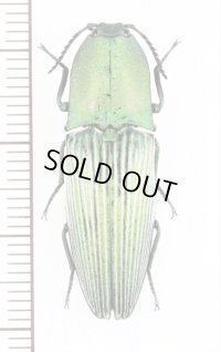 コメツキムシの一種　Chalcolepidius virens　ペルー