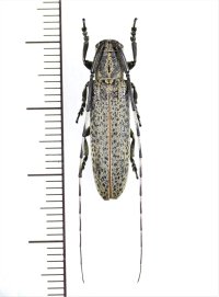 ヤエヤマカスリドウボソカミキリ　大型♂　石垣島