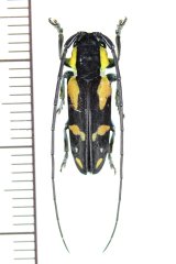 カミキリムシの一種　Tragocephala nobilis　♂　カメルーン