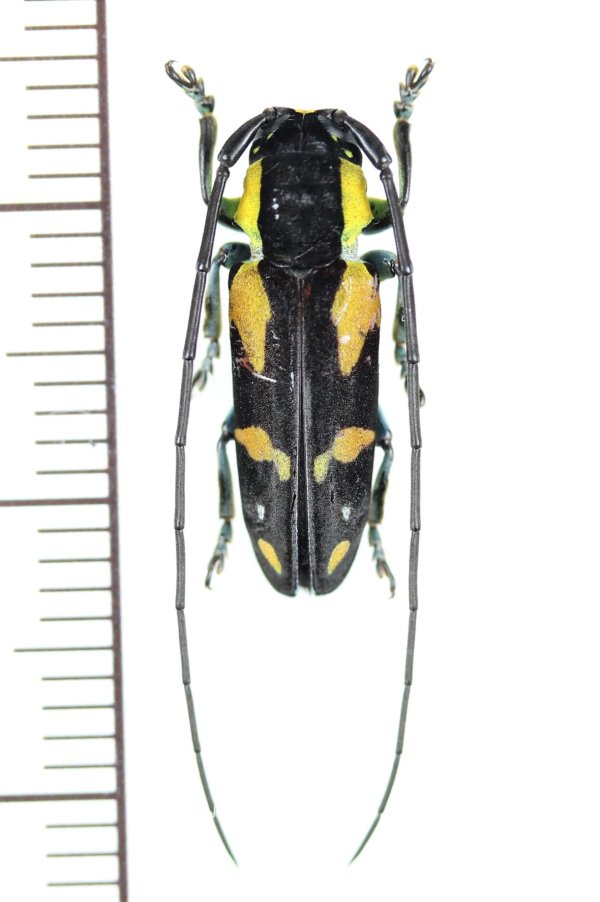 画像1: カミキリムシの一種　Tragocephala nobilis　♂　カメルーン