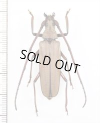 ウスバカミキリの一種　Prioninae  species　♂　ベトナム中部