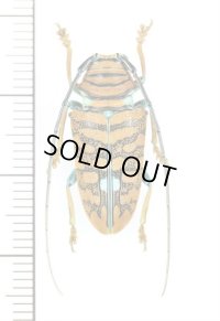 カミキリムシの一種　Sternotomis chrysopras　♀　カメルーン