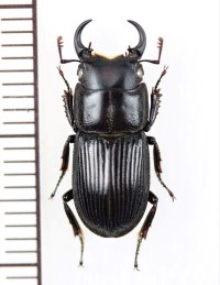 オキナワネブトクワガタ　♂16.8mm　久米島