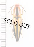 コメツキムシの一種　Semiotus nigriceps　♀　ペルー