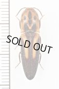 ベニボタル擬態のコメツキムシの一種　Elateridae species　ペルー