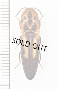 ベニボタル擬態のコメツキムシの一種　Elateridae species　ペルー