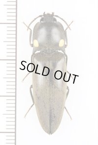 ヒカリコメツキの一種　Pyrophorus sp.　コスタリカ