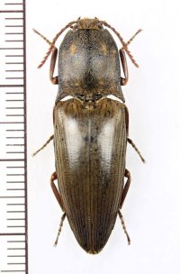 コメツキムシの一種　Elaterid species　マレーシア（ボルネオ島）