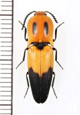 眼状紋を持つベニボタル擬態のコメツキムシの一種　Elateridae species　ペルー