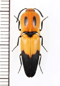 眼状紋を持つベニボタル擬態のコメツキムシの一種　Elateridae species　ペルー