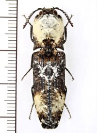 樹皮や地衣類に擬態したコメツキムシの一種　Calais hieroglyphicus　ナミビア