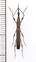 ミツギリゾウムシの一種　Ithystenus sp.　♀　ソロモン諸島（ガダルカナル島）