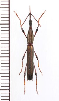 ミツギリゾウムシの一種　Ithystenus sp.　♀　ソロモン諸島（ガダルカナル島）