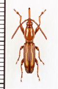 ミツギリゾウムシの一種　Brentidae species　♀　ソロモン諸島（ガダルカナル島）