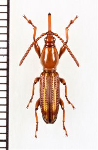 ミツギリゾウムシの一種　Brentidae species　♀　ソロモン諸島（ガダルカナル島）