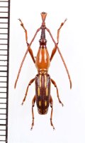 ミツギリゾウムシの一種　Ectocemus sp.　♂　ソロモン諸島（ガダルカナル島）