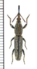 ミツギリゾウムシの一種　Brentidae species　♂　ソロモン諸島（ガダルカナル島）