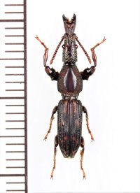 ミツギリゾウムシの一種　 Brentidae species　♂　インドネシア（スマトラ島）