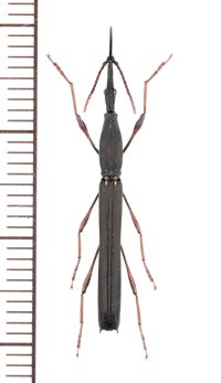 ミツギリゾウムシの一種　Ithystenus sp.　♀　インドネシア（モルッカ諸島：ウォカム島）